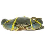 Flower Crab view 1
