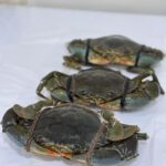 Flower Crab view 3