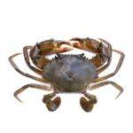 Black Pepper Crab (Live) view 1