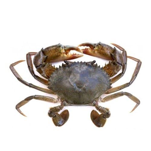Black Pepper Crab (Live)