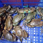 Black Pepper Crab (Live) view 2