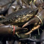 Black Pepper Crab (Live) view 4