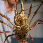 Lobster view 4