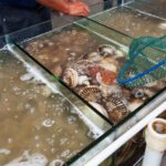 Lobster view 5