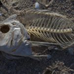 Red Snapper view 2