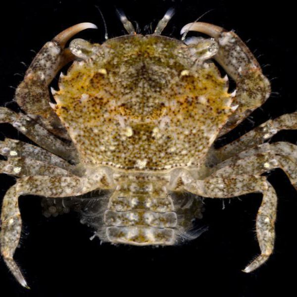 Sri Lanka Mud Crab
