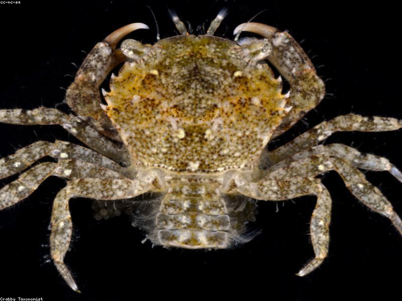 Sri Lanka Mud Crab