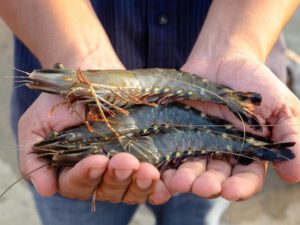 Tiger Prawns