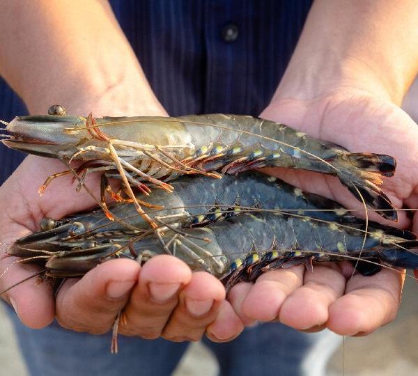 Tiger Prawns