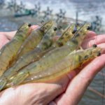 Tiger Prawns view 2