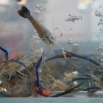 Tiger Prawns view 3